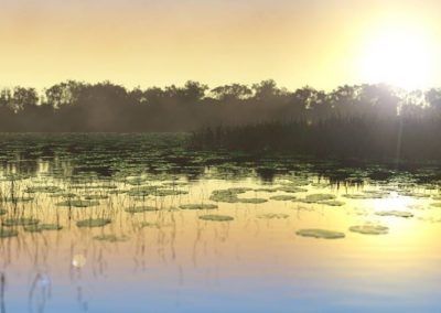 3D swamp, from Nature Academy
